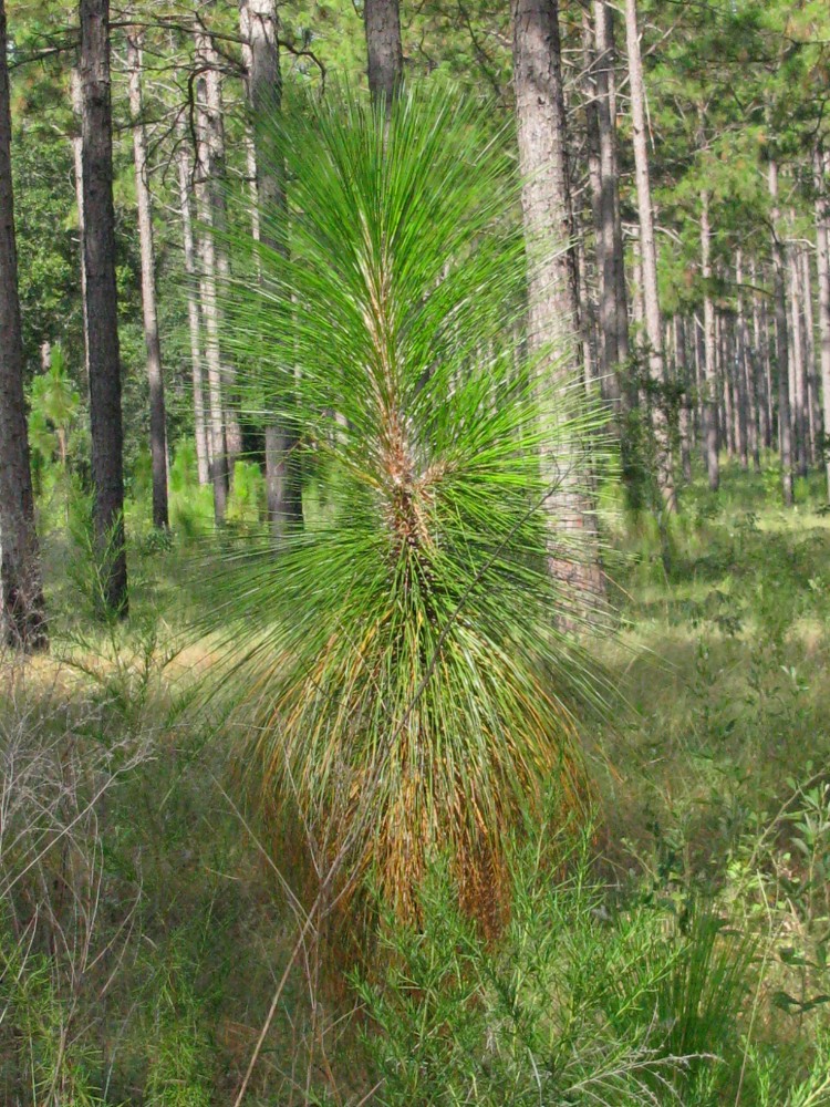 longleaf_pine